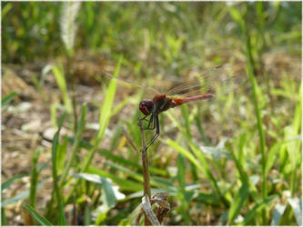 Red Dragonfly II