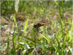 Red Dragonfly II by Joe-Tony