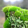 Moss and Fungi