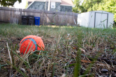 Backyard shenanigans