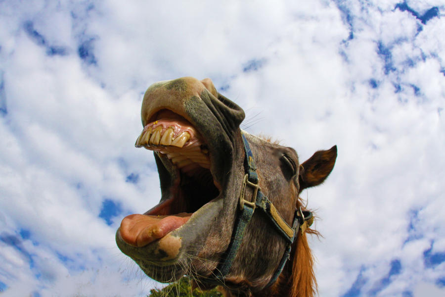Laughing Horse By PhotographybySusanKS On DeviantArt laughing-horse-by-photographybysusanks-on-deviantart