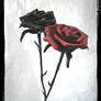 black and red rose