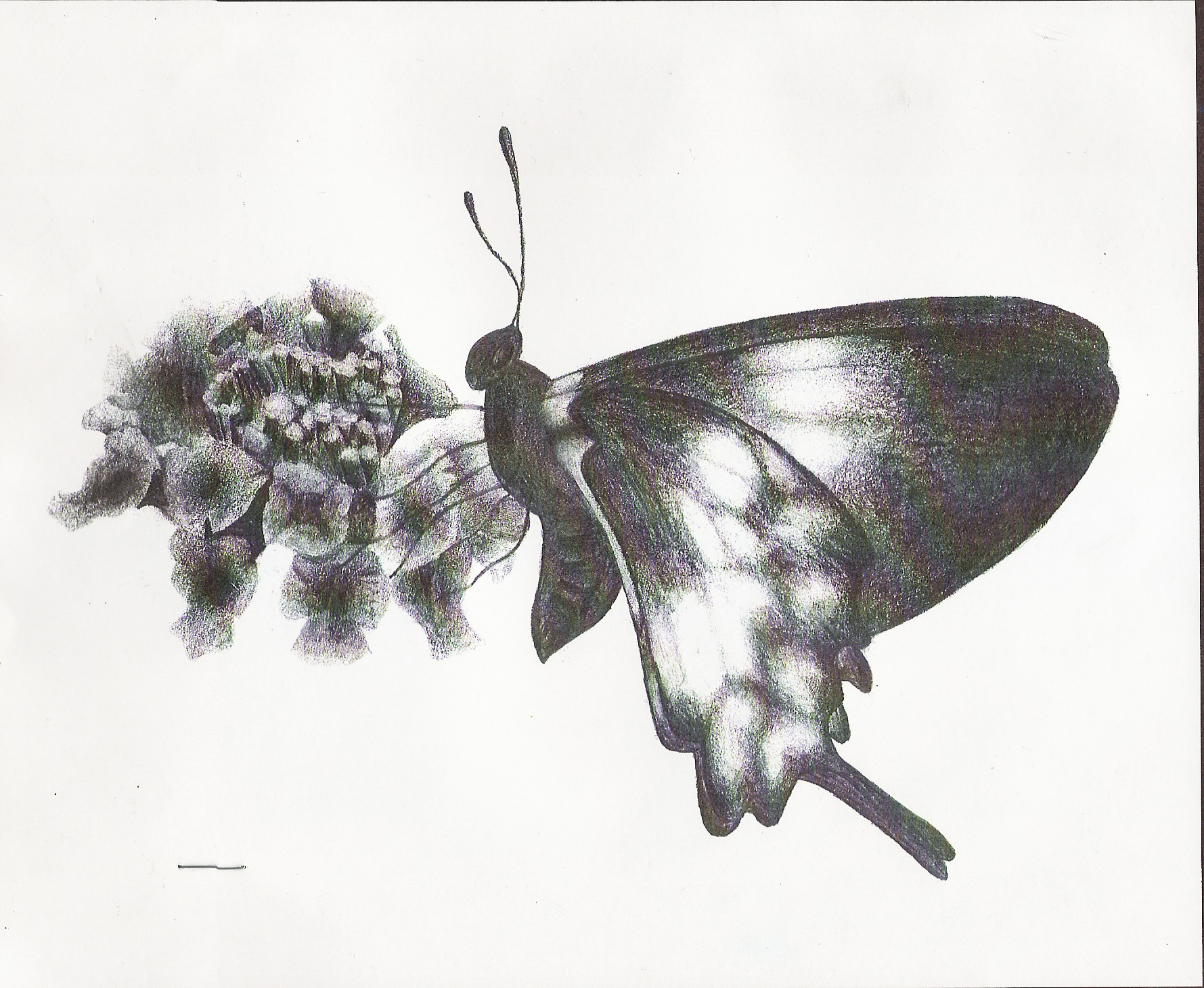 Monarch