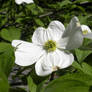 White flower