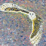 Barn owl