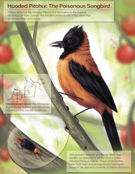 Hooded Pitohui: Poisonous Bird