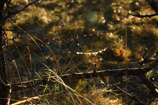 Dewdrops in the morning sunshine