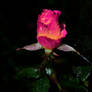 Pink-yellow rose.