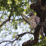 swainson's hawk