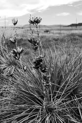 Yucca Plant