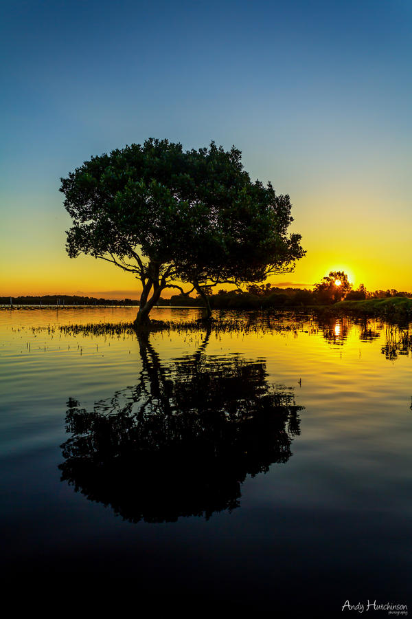 The Tree of Knowledge