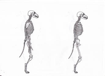 Lycanthrope skeletal system v2