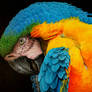 Blue and Yellow Macaw