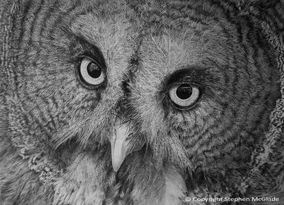 Great Grey Owl