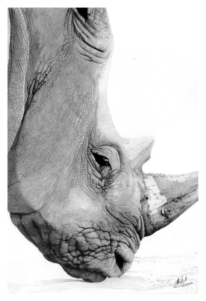 Rhino by StephenMcGladeArt on DeviantArt