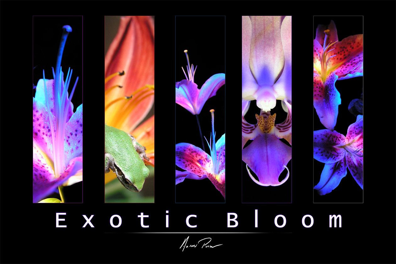 Exotic Bloom