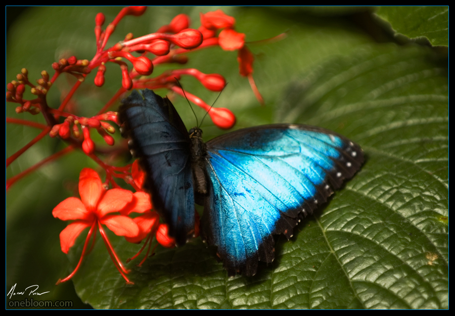 Beauty in Blues