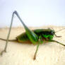 Giant green grasshopper