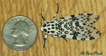 Female Leopard Moth IV by AtFirstPlush