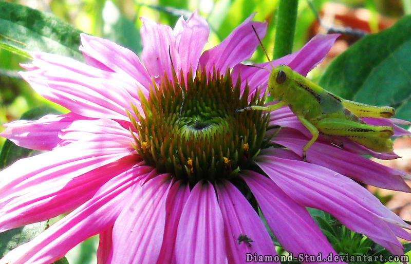 Strawflower with Critter