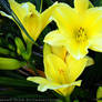 Bouquet of Yellow Daylilies