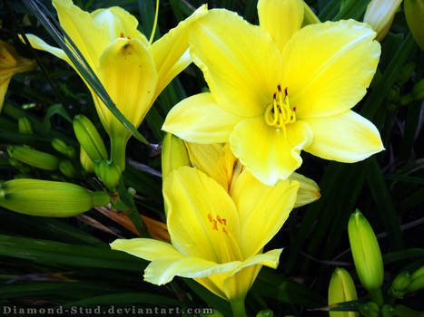 Bouquet of Yellow Daylilies