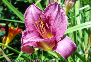 Purple Lily