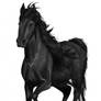 Black Stallion Shetan