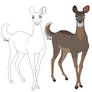 Doe Line Art 2026