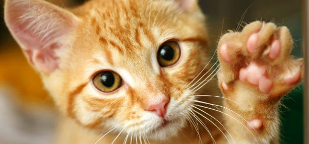 Chat Roux By Photo Lili On Deviantart Chat Roux By Photo Lili On Deviantart