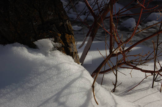 Snow and Branches 1