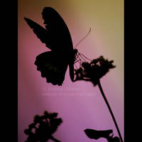 butterfly IV