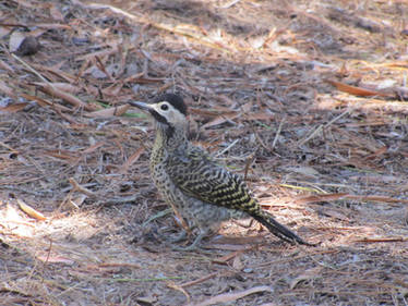 Green-barred Woodpecker