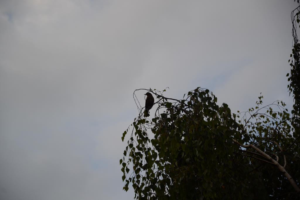 Bird Falling Deviantart Bird by Lightning96 on DeviantArt