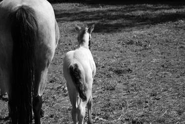 foal and mom