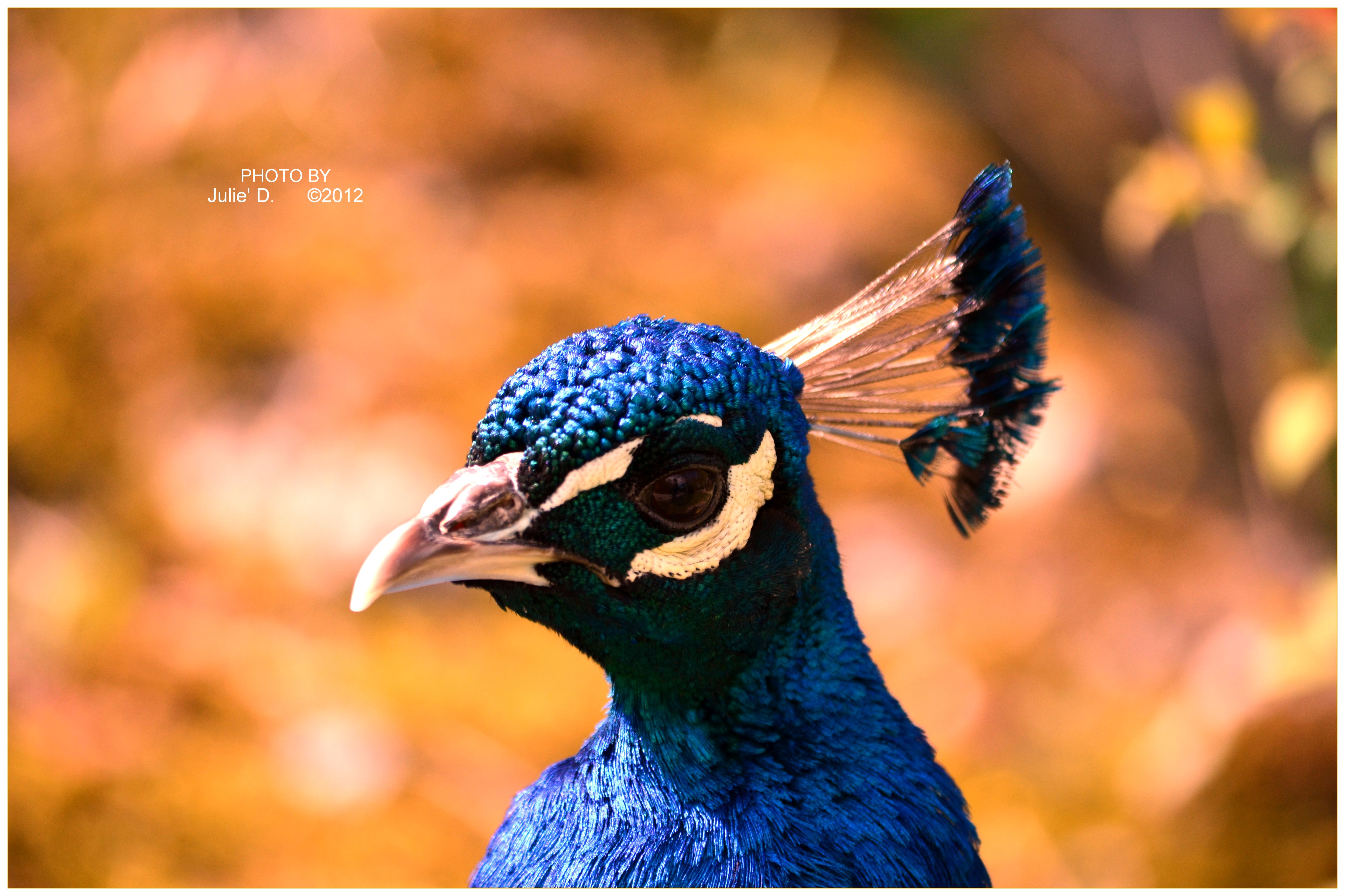 Indian Peacock