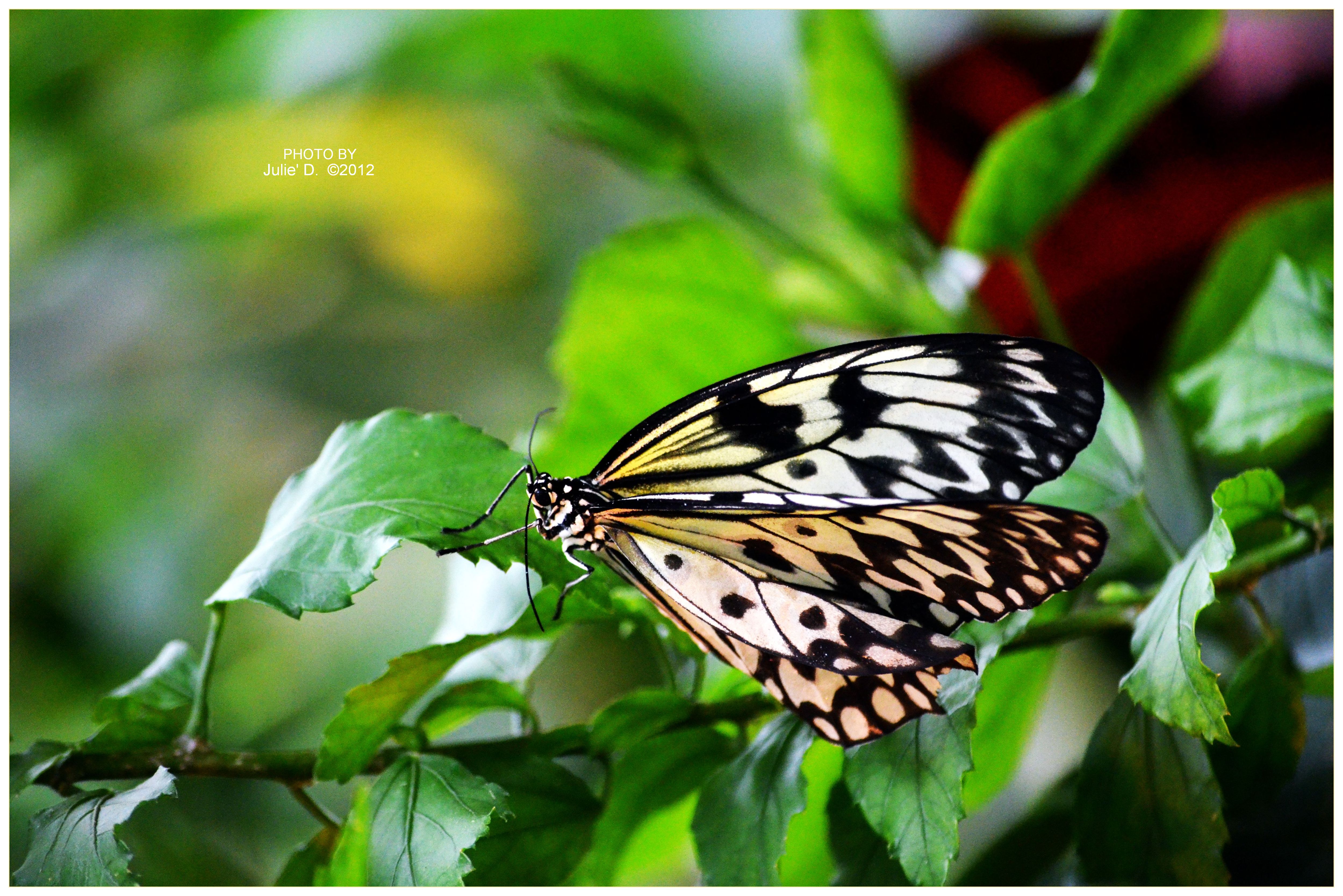 velvet butterfly