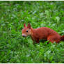 playful squirrel