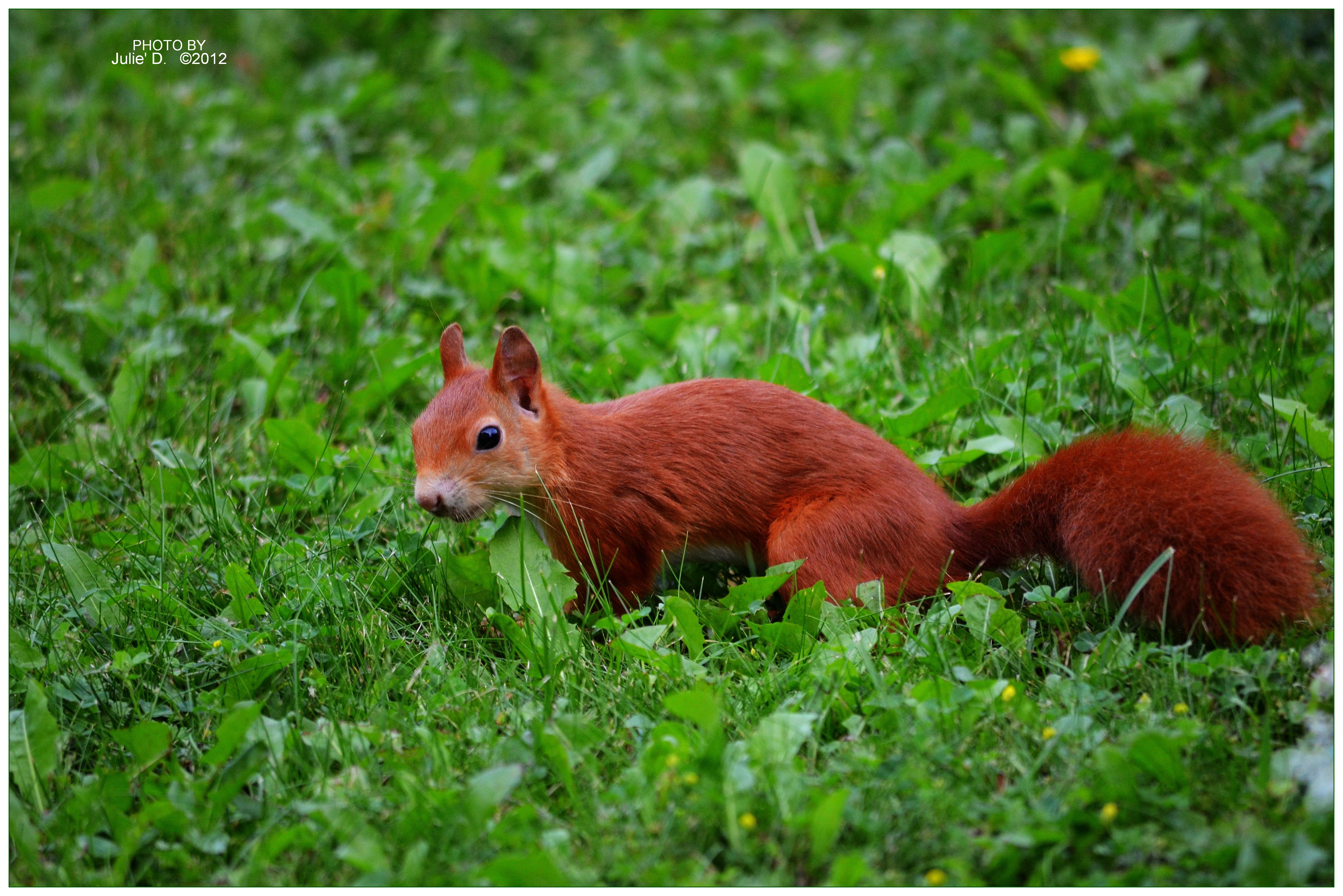 playful squirrel