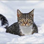 Snowcat II