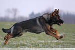 German Shepherd Dog by lovable-moments