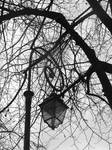 La lumiere dans les arbres by LE-Taka