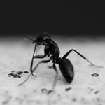 Ant-Attack by Matthileo