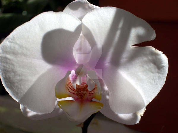 Orchid 1