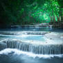 Tropical Rain Forest