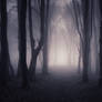 Dark Forest