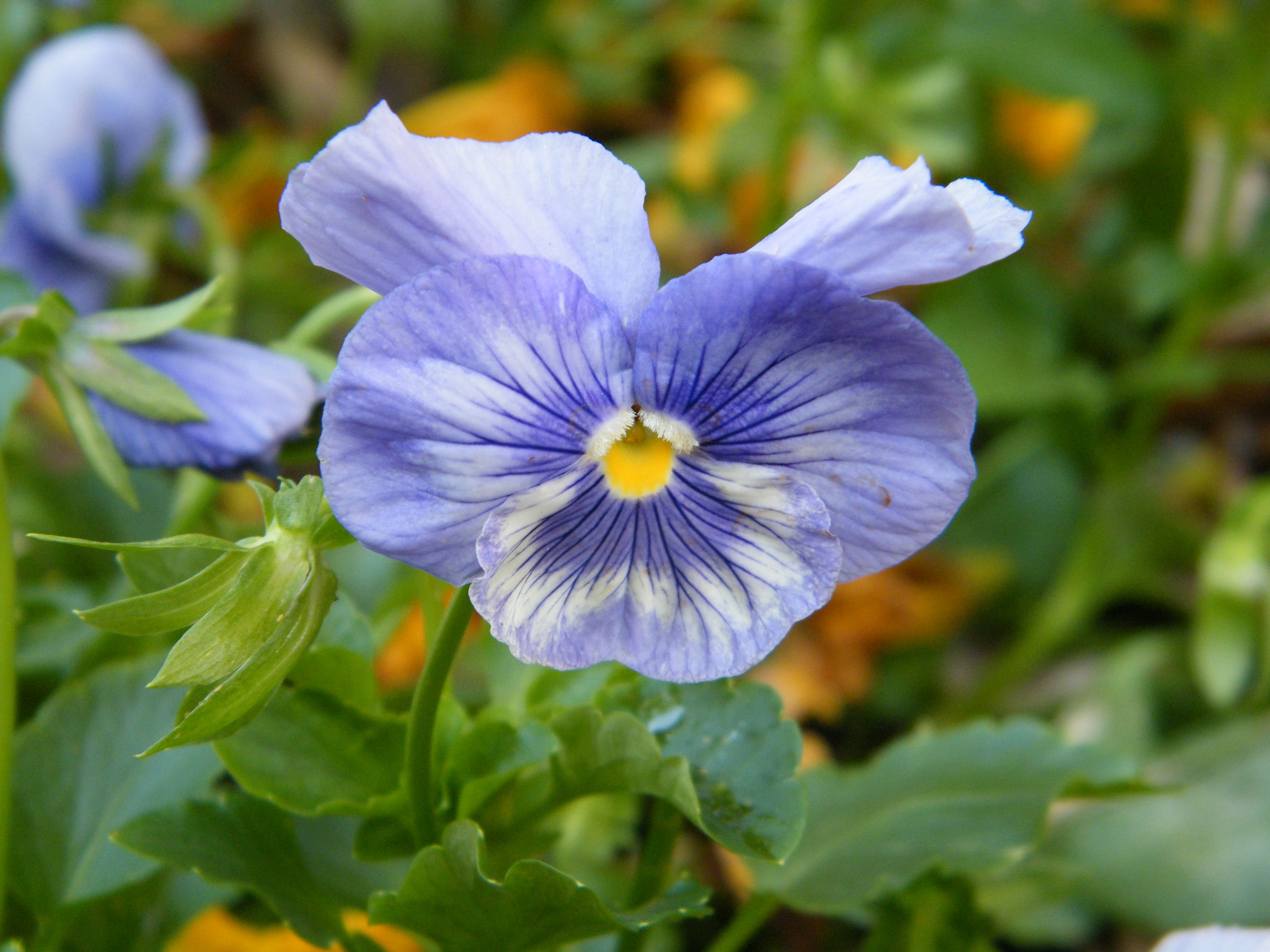 Pansy