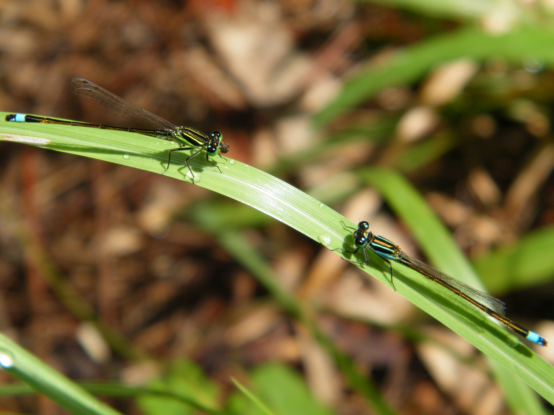 Damsel Flies