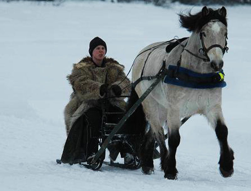 sleddriving buckskin