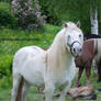 White stallion with his mares